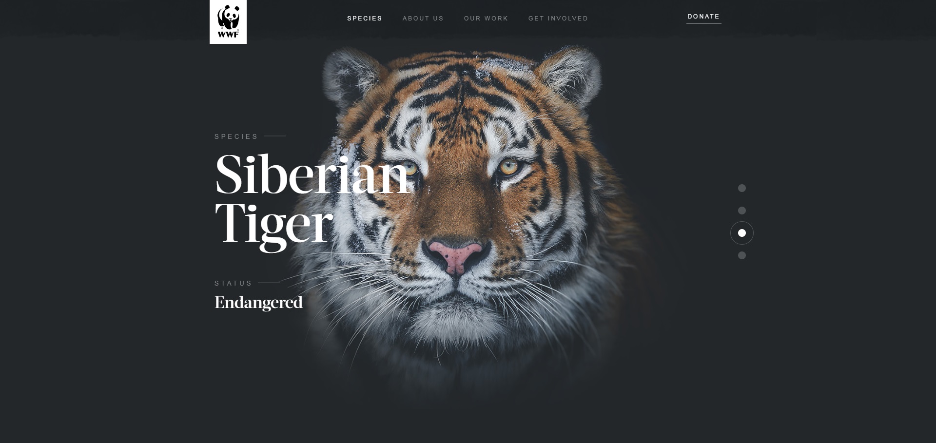 Effets de curseur plein écran WebGL pour les tigres sympas et autres animaux de la forêt